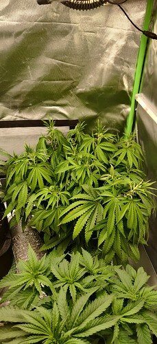 IMG_20241002_113720