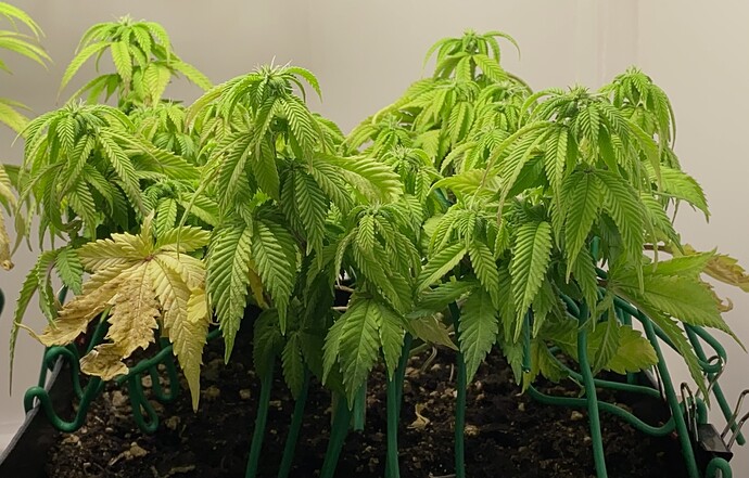 Growreport Bild 37