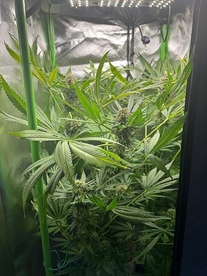 Growreport Bild 1