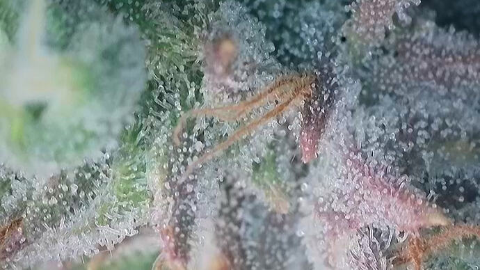 Growreport Bild 5