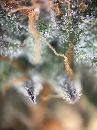 Growreport Bild 43
