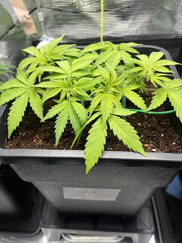 Growreport Bild 1