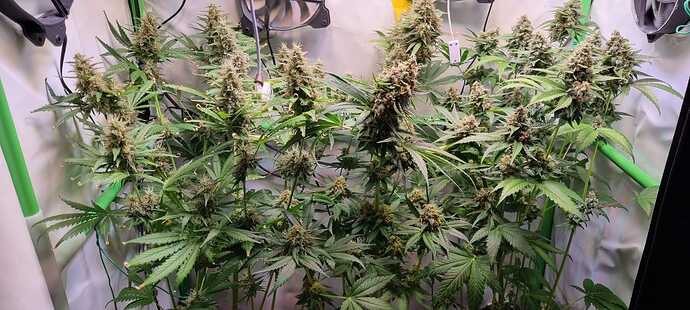Growreport Bild 36