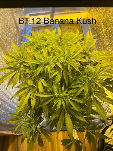 Growreport Bild 1