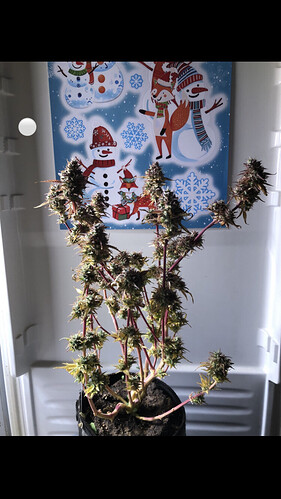 Growreport Bild 1