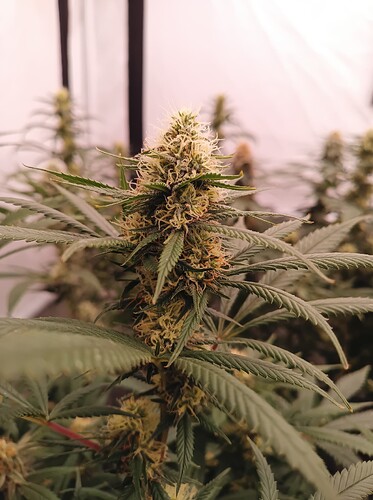Growreport Bild 10