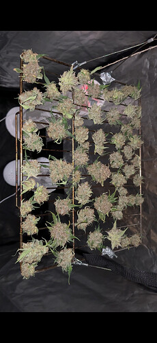 Growreport Bild 3