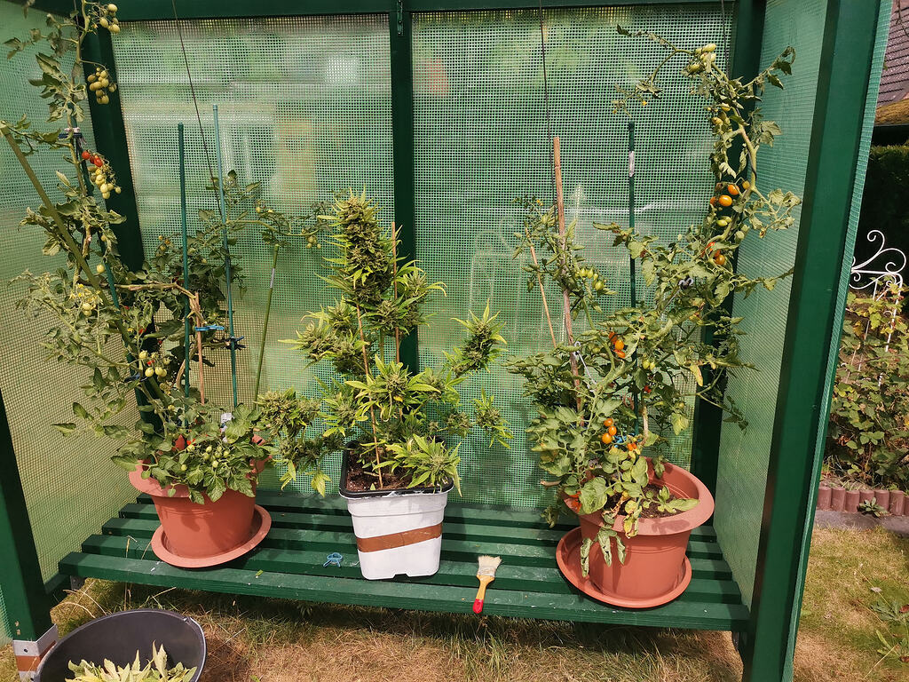 Shargal gibt Schützenhilfe beim Outdoor grow einer Freundin. 6x Lucky Hemp