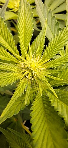 Growreport Bild 3