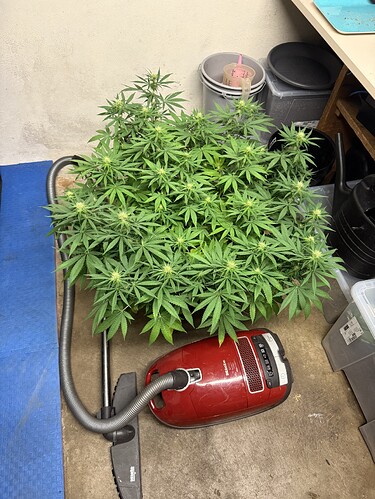 Growreport Bild 32