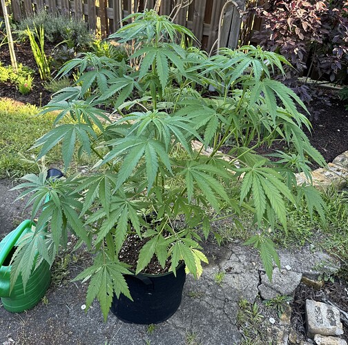 plant2