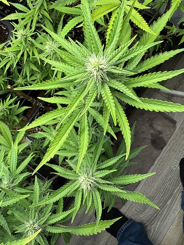Growreport Bild 16