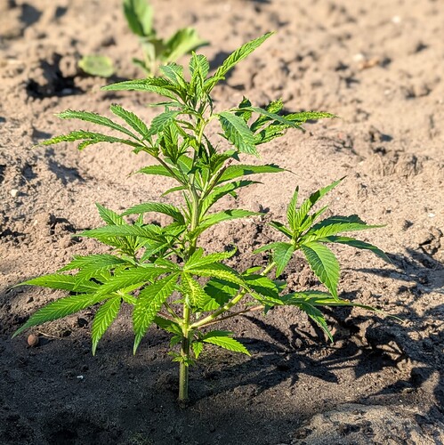 Growreport Bild 9