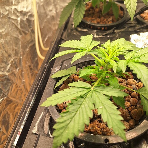 Eine junge Cannabispflanze in einem Hydrokultur-Topf mit Blähton.