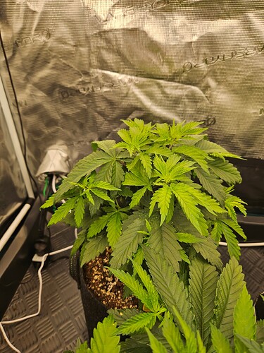 Growreport Bild 25