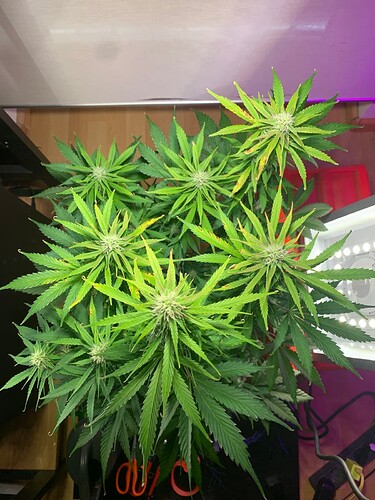 image-20240813-182913-566