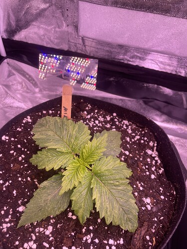 Growreport Bild 4