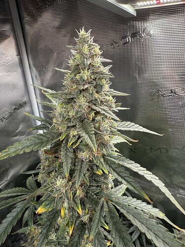 Growreport Bild 11