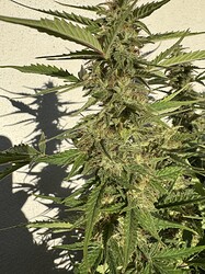 Growreport Bild 8