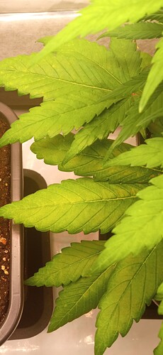 Growreport Bild 4