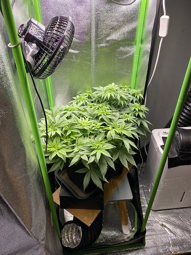 Growreport Bild 61