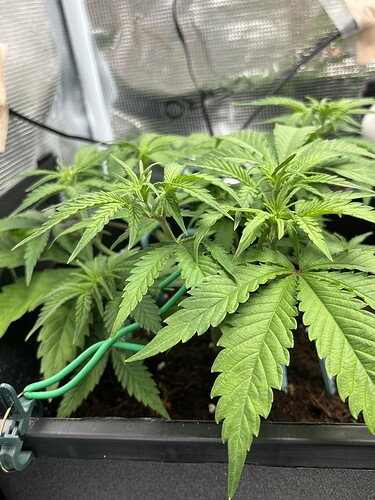Growreport Bild 3
