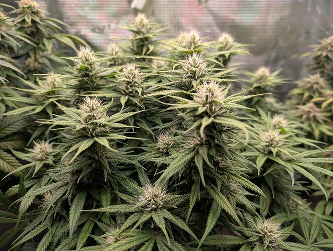 Growreport Bild 7