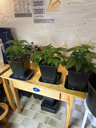 Growreport Bild 101