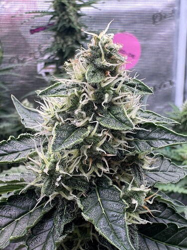 Growreport Bild 7
