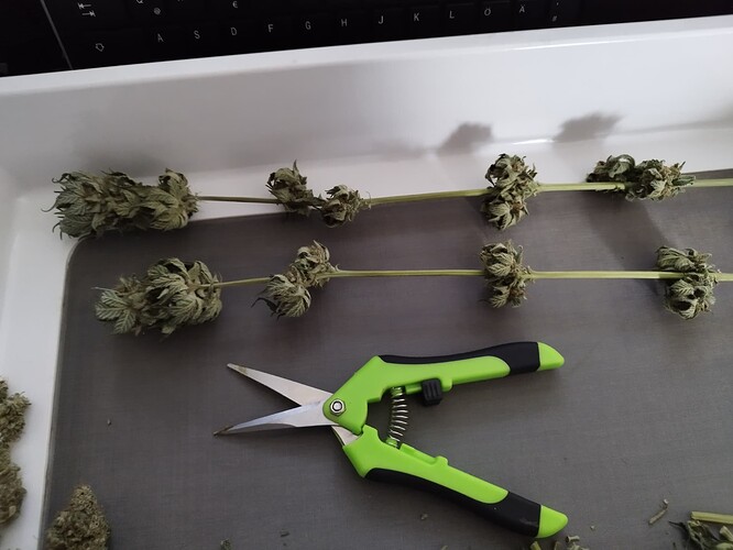 Getrocknete Cannabis-Buds auf Stielen liegen auf einer grauen Unterlage, daneben eine grüne Schere.