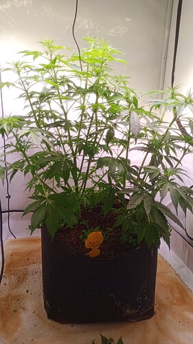 Growreport Bild 7