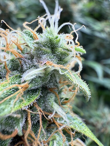 Growreport Bild 6