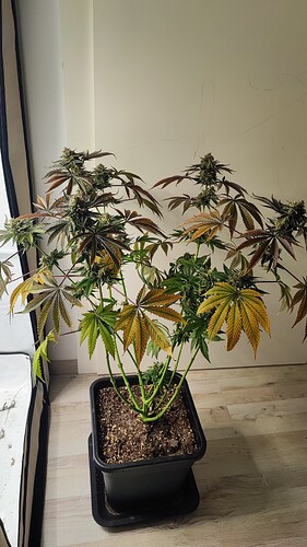 Growreport Bild 1