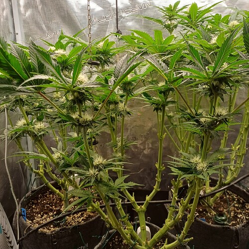 Growreport Bild 28