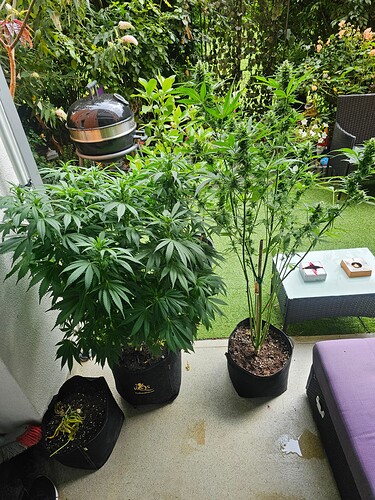 Growreport Bild 3