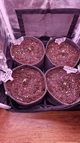 02.04. Tag 2 - Eingetopft