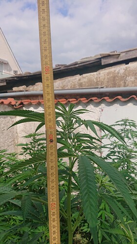 Growreport Bild 29