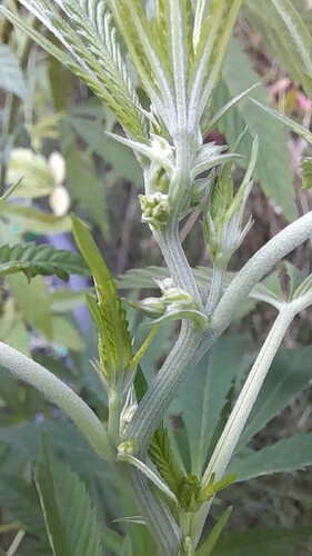 Growreport Bild 7