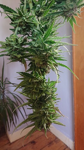 Growreport Bild 38