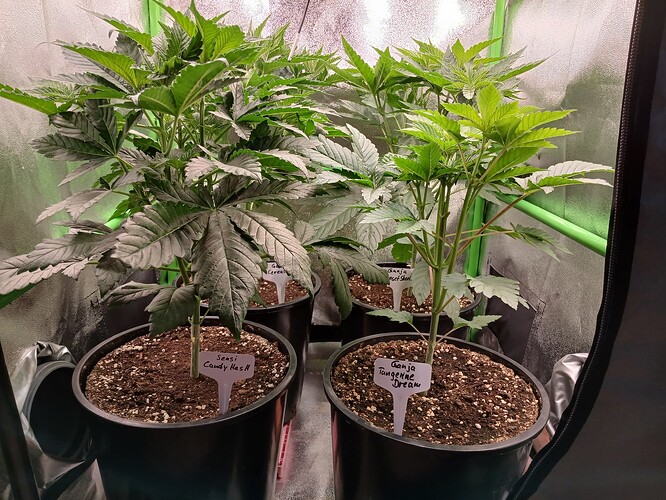 Growreport Bild 9