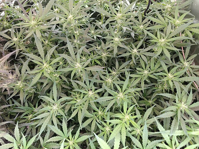 Growreport Bild 10