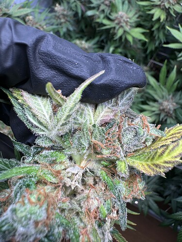 Growreport Bild 4