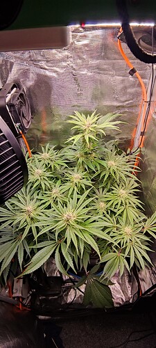 IMG_20250307_172817