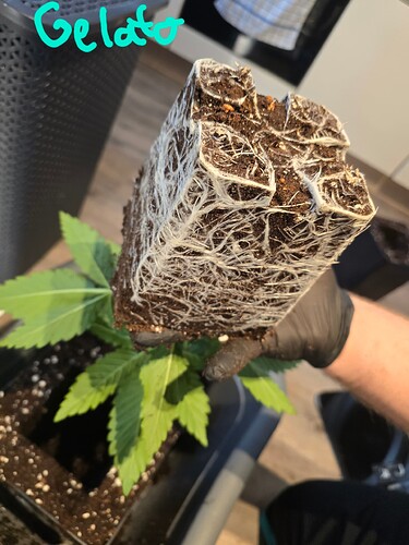 Growreport Bild 17
