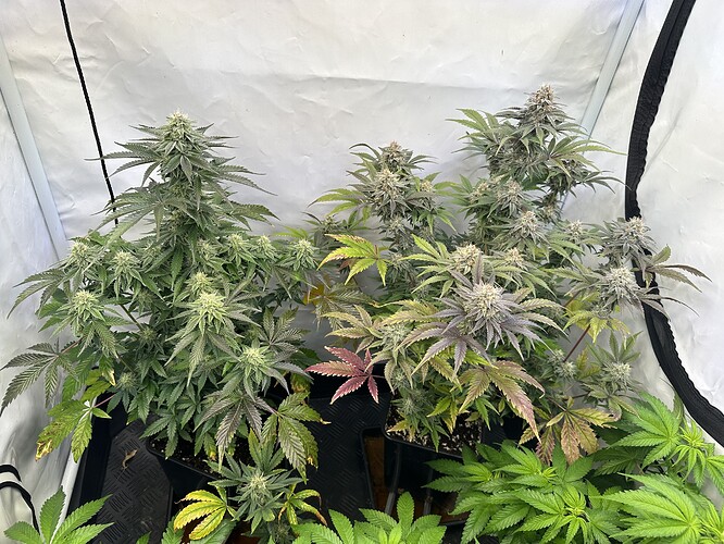 Growreport Bild 1