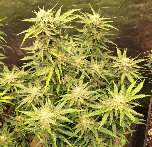 Growreport Bild 3