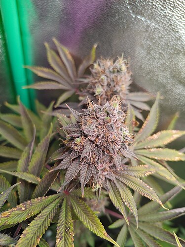 Growreport Bild 13