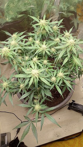 IMG_20240605_173845
