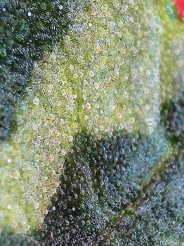 2025-07-27-19-12-36-921