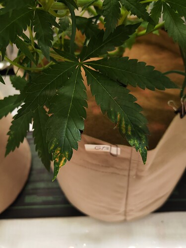 Growreport Bild 5